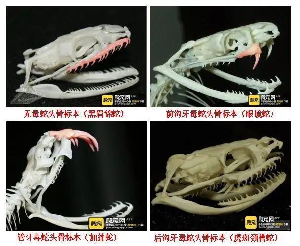 质疑医院延误救治！当地卫健委介入！开元棋牌女子三亚疑被蛇咬身亡家属(图3)